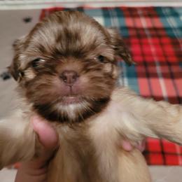 Shih Tzu Puppies from Sugar Paws Heavenly Shih Tzu’s