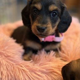 Eleanor - Black and cream female Dachshund puppy in West Plains, Missouri from Little Legs Legacy