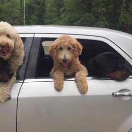 Goldendoodles from Shanda Rascoe's Bernedoodle and Goldendoodle Puppies
