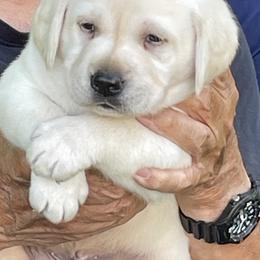 Labrador Retriever Puppies from Windbush