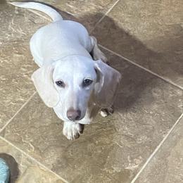 Fancy - Dachshund