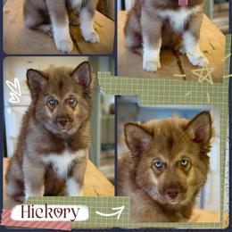 Hickory - Red and white male Siberian Husky puppy in Florence, Kentucky from Moonlight Howl Huskies