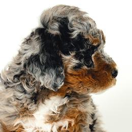 Bernedoodles and Cavapoos from Cascade Springs Doodles
