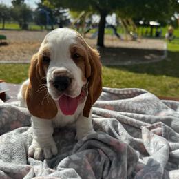 Poppy - Brown and white female Basset Hound puppy in Idaho Falls, Idaho from Peach Blossom Bassets