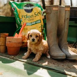 Cavapoo Puppies from Foggy Timber Kennels