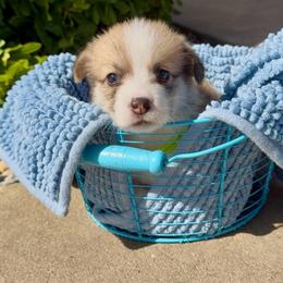 Green - Sable male Pembroke Welsh Corgi puppy in Wheatland, California from Emerald Corgis