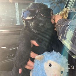 Yellow Boy - Black male Giant Schnauzer puppy in Moberly, Missouri from Tseekhah (Complete Darkness) Kennel