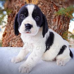 Boy 7 - Black and white male English Springer Spaniel puppy in Great Falls, Montana from Big Sky Springers