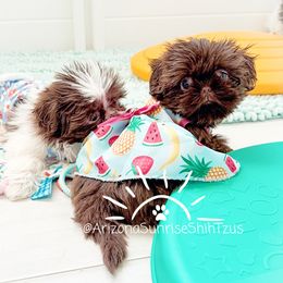 Shih Tzu Puppies from Arizona Sunrise Shih Tzus
