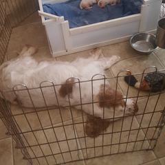 Clumber Spaniel and Irish Red and White Setter Puppies from NyaStar & Chequamegon