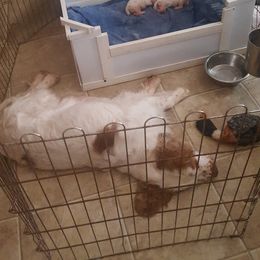 Clumber Spaniel and Irish Red and White Setter Puppies from NyaStar & Chequamegon