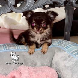 Herschel (Tiny) 4,500 - Chocolate and tan male Chihuahua puppy in Naples, Florida from Naples Tiny Dogs