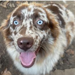 Darby - Australian Shepherd