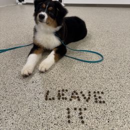 Australian Shepherd Puppies from Badlands Australian Shepherds