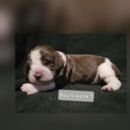 Boy 5 - Tri-Roan male English Springer Spaniel puppy in Lakeland, Georgia from A&N Hobby Farm