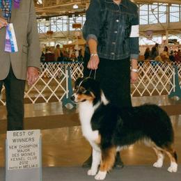 Australian Shepherd All Grown Up from Tyedyed Aussies