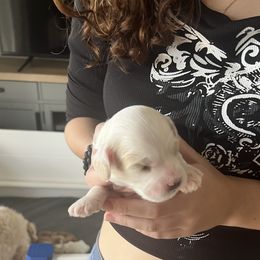 Cockapoo Puppies from Brevard County Cockapoos