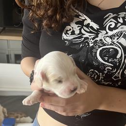 Cockapoo Puppies from Brevard County Cockapoos