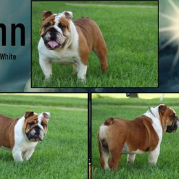 Bulldog puppies from Salted Rim Corgis