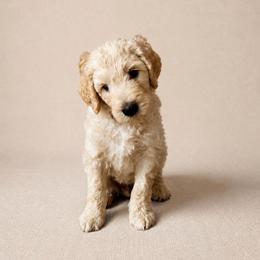 Girl 1 - female Goldendoodle puppy in Oklahoma City, Oklahoma from Haynes F1b Golden Puppies