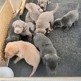 Labrador Retriever Puppies from Silver Labrador of Southern California