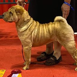 Chinese Shar-Pei from Southern Smug'lrs