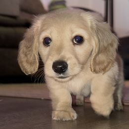 Hans - Cream male Dachshund puppy in Myrtle Beach, South Carolina from Vicki Bardos' Dachshunds