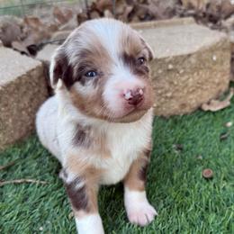 Kali - Red merle female Australian Shepherd puppy in Mount Vernon, Texas from RJ's Aussie Posse