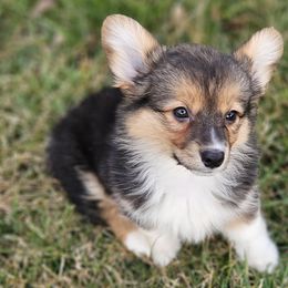 Miniature Australian Shepherds from Mountain Top Shepherd's