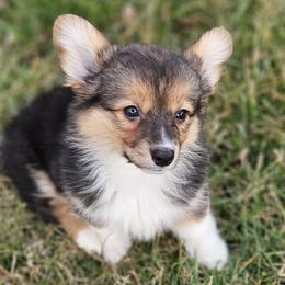 Miniature Australian Shepherds from Mountain Top Shepherd's