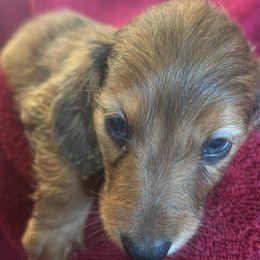 Quake AKC - Dapple male Dachshund puppy in Argos, Indiana from TKO Doxies