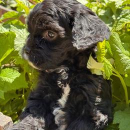 Bond - Black male Cavapoo puppy in California from Tinkerpups
