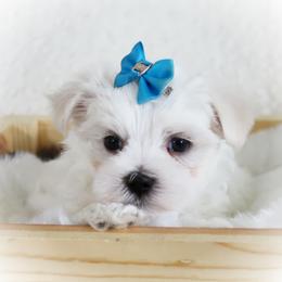 Ryder - White male Maltese puppy in Umatilla, Oregon from Rockin Rivers AKC Maltese & Malshi's