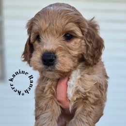 Daisy-Yellow collar - Apricot female Goldendoodle puppy in Ashton, Idaho from Kerr Kanine Ranch