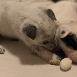 Australian Cattle Dog Puppies from Intermountain Australian Cattle Dogs