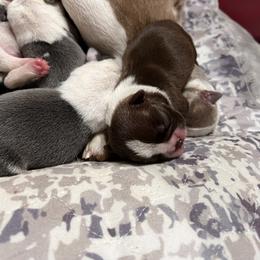 Boston Terrier Puppies from Toon’s Boston Terriers