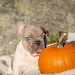 Orange - Fawn and white male French Bulldog puppy in New Hampton, New Hampshire from Kismet French Bulldogs