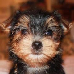 Yorkipoos and Yorkshire Terriers from Brittney’s Loving Pets