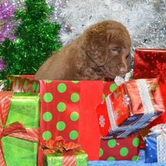 Chesapeake Bay Retriever Puppies from North Flow Chesapeakes