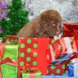 Chesapeake Bay Retriever Puppies from North Flow Chesapeakes