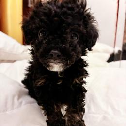 IRAS - Black female Poodle puppy in Jersey City, New Jersey from Tuts Pups Cafe