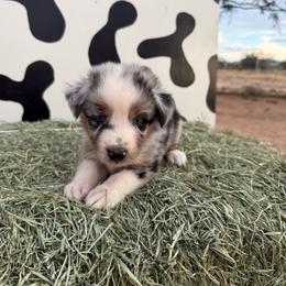 Nash - Blue merle male Miniature Australian Shepherd puppy in Tucson, Arizona from Soqui Ortiz Cattle Ranch