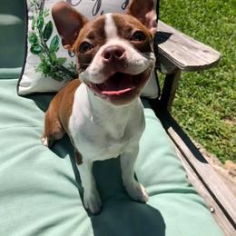 Boston Terrier Puppies from Lola’s House of Bostons & Rescue