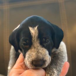 Fiddler - Black roan male German Shorthaired Pointer puppy in Hot Springs, Virginia from Thunder Mountain Gun Dogs