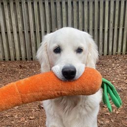 Golden Retriever All Grown Up from Vicki Wall's Golden Retrievers