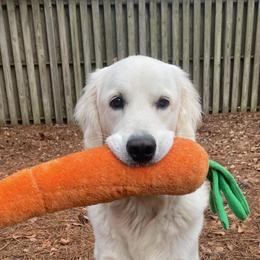 Golden Retriever All Grown Up from Vicki Wall's Golden Retrievers