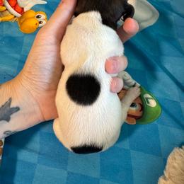 Fauna - Piebald female Dachshund puppy in Whitehouse, Texas from Bonded Oaks Doxies