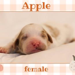 Apple - Parti female Goldendoodle puppy in College Station, Texas from Em & El Doodles
