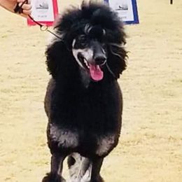Remi - Poodle