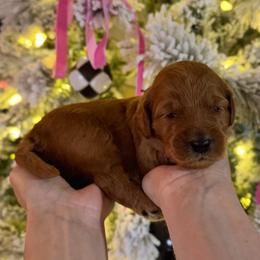 Pigpen (Teal Collar) - Red  male Goldendoodle puppy in Bay City, Texas from Charming Doods